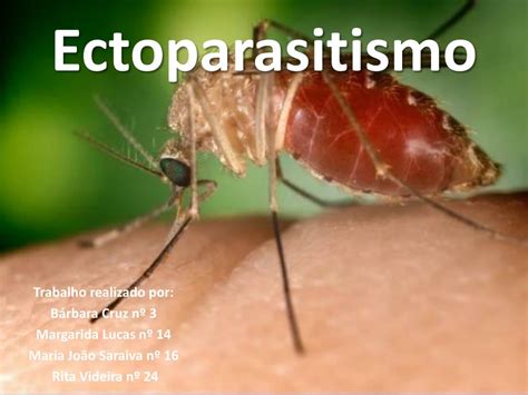 O Que É Ectoparasitismo