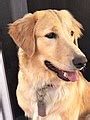 golden retriever wikimedia commons