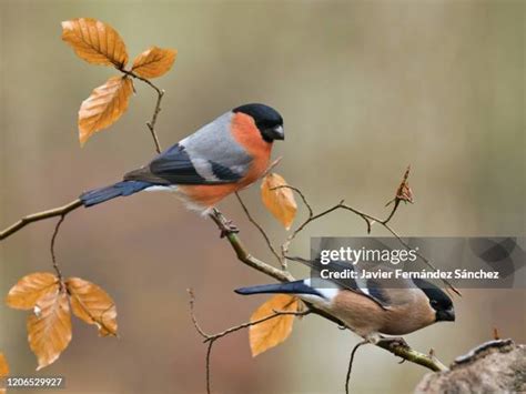 1,916 Bullfinch Stock Photos, High-Res Pictures, and Images - Getty Images