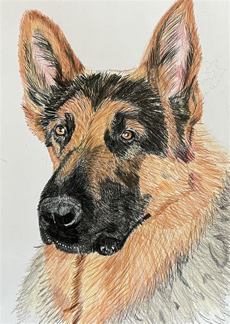 How To Draw A German Shepherd Head Step By Step