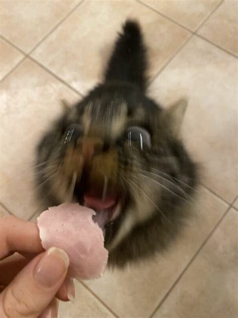 20 Ways To Capture A Hilariously Blurry Photo Of Your Cat, As Shared By ...