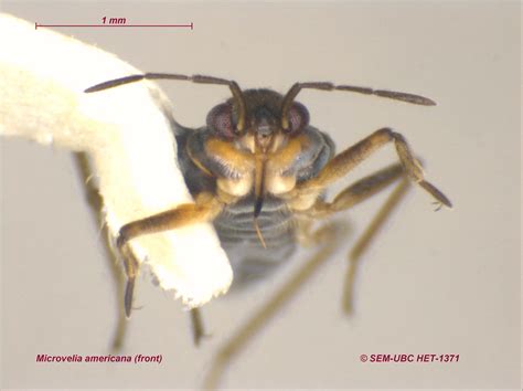Veliidae