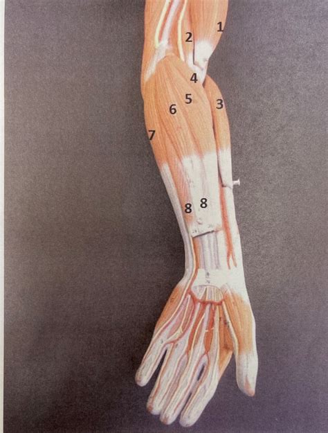 Lower Arm 1 Diagram | Quizlet