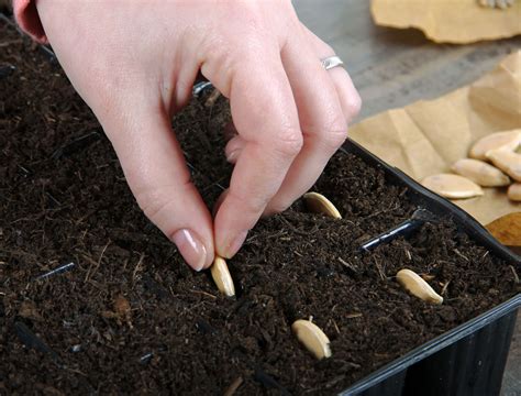 tips  growing squash  seed