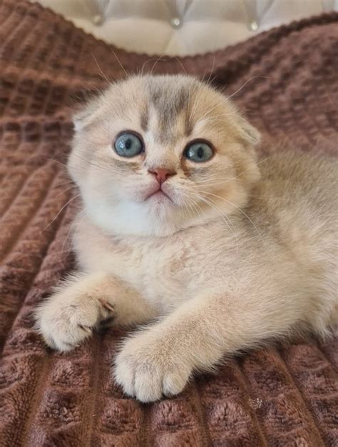 ‼️ДЛЯ ЦЕНИТЕЛЕЙ ПРЕКРАСНОГО‼️ ШОТЛАНДСКАЯ ЗОЛОТАЯ ШИНШИЛЛА ЭЛИТНАЯ ...