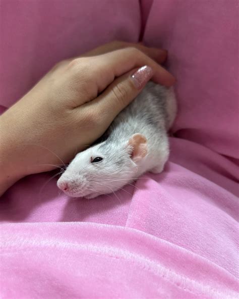 Иришка Мими - счастливая мать крыс 🐀😁 | милашка пуи💕 | Instagram