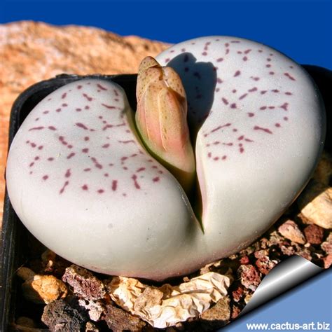 Dintheranthus vanzilii