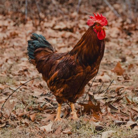 Red Sex Link Chickens for Sale Online - Baby Chicks | Cackle Hatchery®