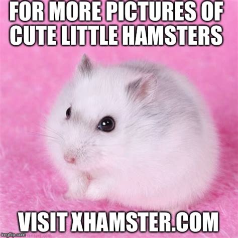 Millions of cute little hamster pictures can be found on there so visit ...
