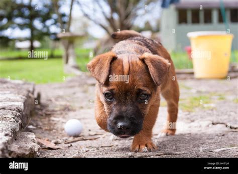 border terrier puppy inquisitive outside Stock Photo - Alamy