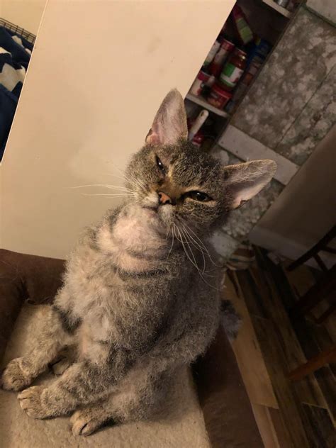 Swollen goopy eye : r/catcare
