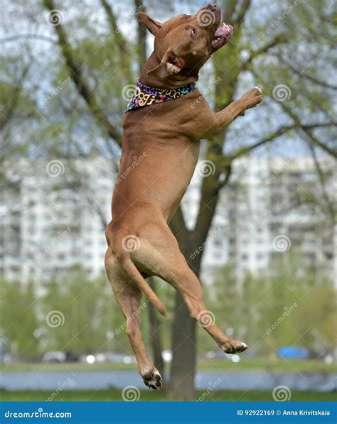 American Pit Bull Terrier Jumping Stock Image - Image of energy