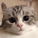 котэ :: гифка :: большая гифка - SafeReactor