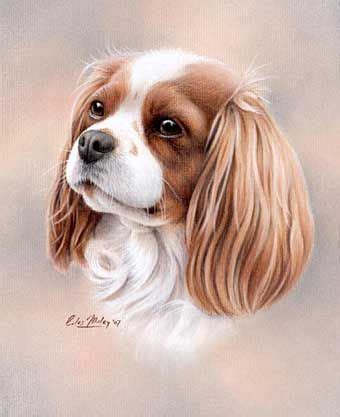 Cavalier King Charles Spaniel Drawing at PaintingValley.com | Explore ...