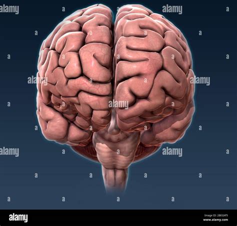 Brain Anterior View