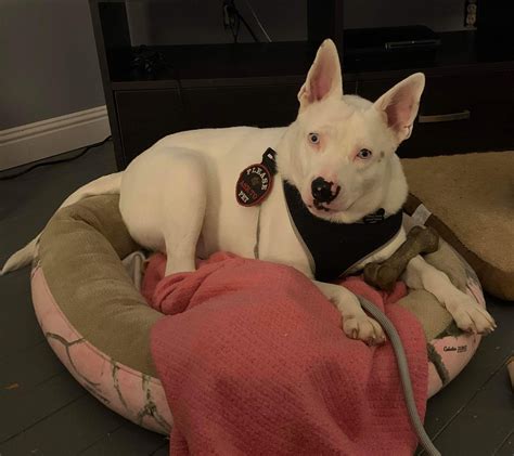 How to Save a Life Rescue, Rowan County-Salisbury NC - Looking back on