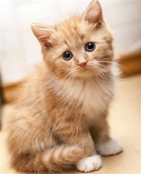 Картинки Коты Милые Красивые — Фото Картинки