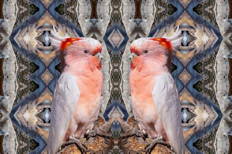 Kent Morris: karta kartaka (pink cockatoo) - Art Collector Magazine