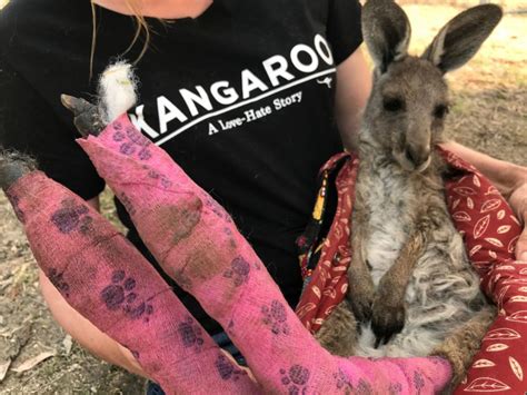 pictures animals affected  bushfires  australia news