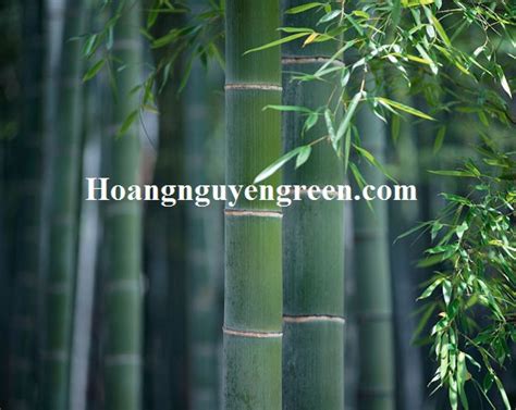 Mua, Bán Cây Tre Xanh - Hoàng Nguyên Green, Cây xanh đô thị