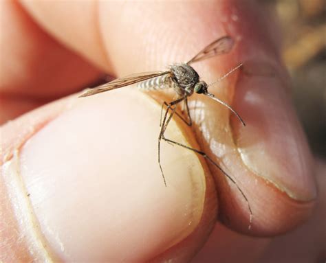 "Snow Mosquitoes" the First Wave of Summer Irritants | Geophysical