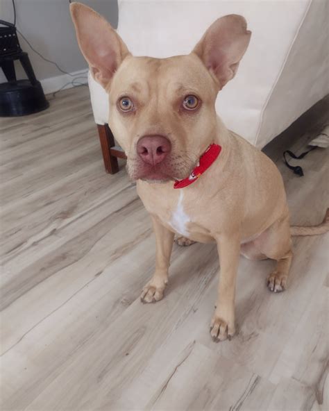 What do you think she's mixed with? : r/pitbulls