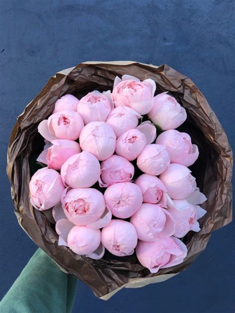 Роза Пиони Пинк (Peony Pink)
