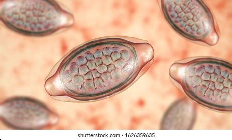Roundworms Eggs In Humans