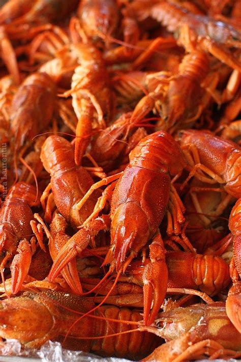 Cum se pregatesc racii? | Recipe | Shrimp recipes healthy, Yummy ...