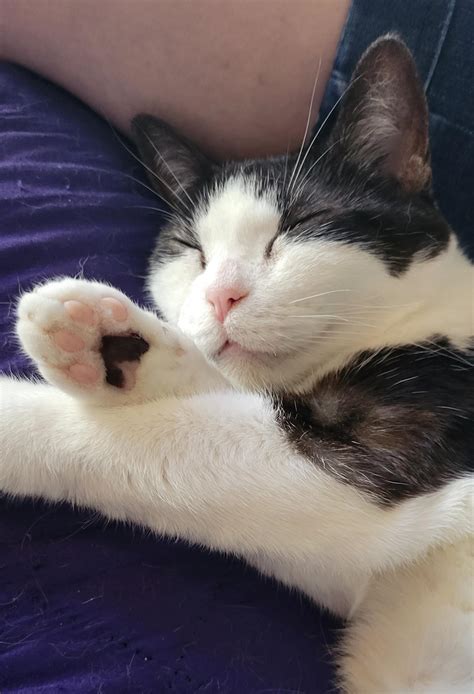 My sweetheart Miguel, this cat loves humans to bits and I love him : r/cats