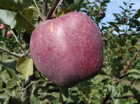 New commercial orchards are being planted for the black diamond apple 4