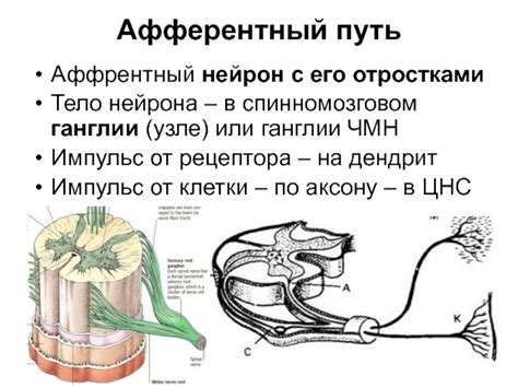 Основы нейрофизиологии и высшей нервной деятельности лекция №4 Рефлексы ...
