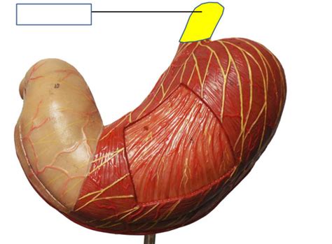 stomach  duodenum model flashcards quizlet