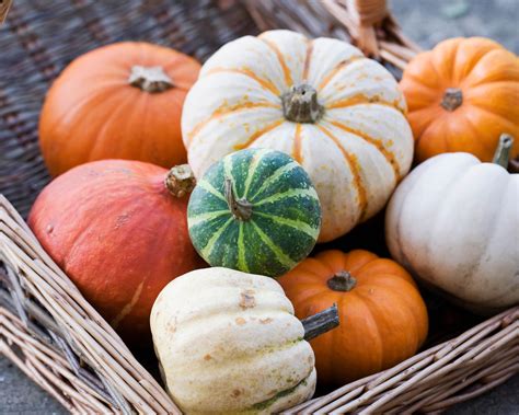 When to plant pumpkins: for a bumper crop | Homes and Gardens