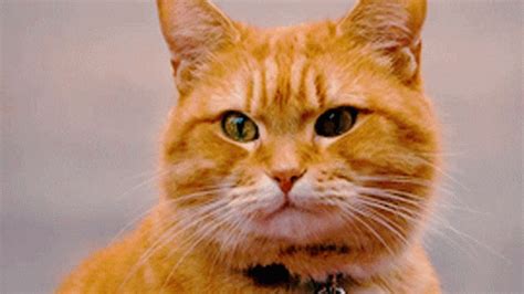 Cat Blinking GIF - Cat Blinking - Discover & Share GIFs