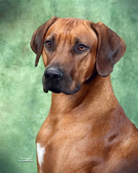 Dog Breeds Ridgeback at Monique Wilkerson blog