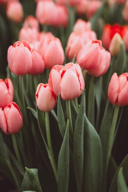 Premium Photo | Pink tulips in the field