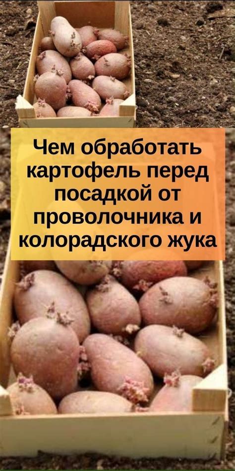 Чем обработать картофель перед посадкой от проволочника и колорадского ...
