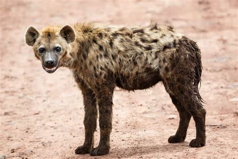 How Big Are Hyenas? Hyena Size & Comparison