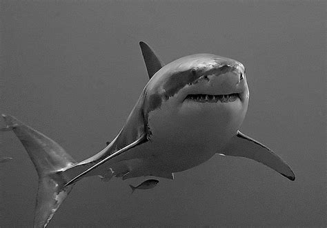 Great White Shark Fish Facts | Carcharodon carcharias - AZ Animals
