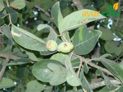 Ayur Vista: Terminalia chebula