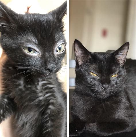From a sickly foster cat to my glorious fluff : r/cats