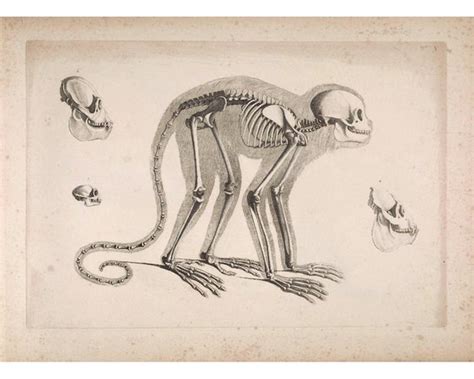 Animal Skeleton Art Print Antique Monkey Skeleton - Etsy