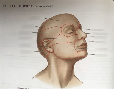 Chapter 2 Regions of the head Diagram | Quizlet