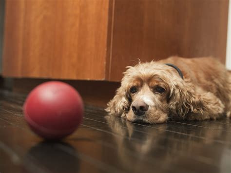 Tibial Tuberosity Avulsion Fracture in Puppies: A Guide