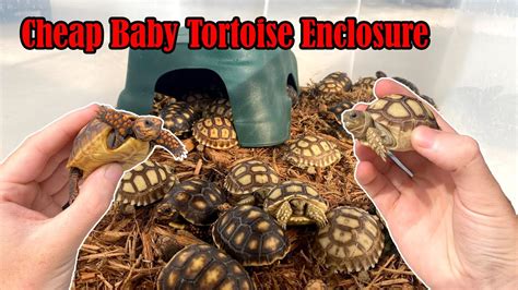 Baby Sulcata Tortoise Enclosure