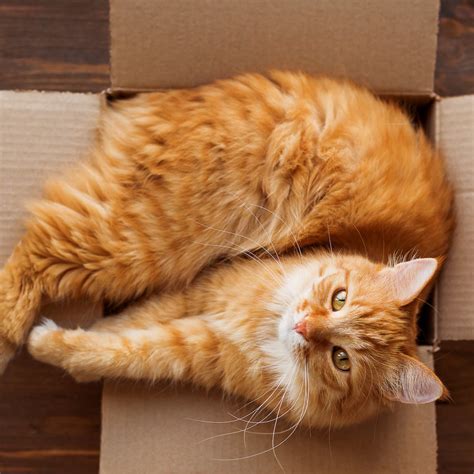 do cats have 9 lives 2
