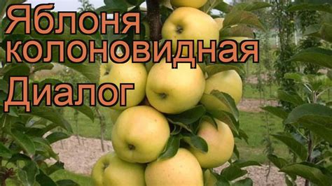 Яблоня колоновидная Диалог (malus) 🌿 яблоня Диалог обзор: как сажать ...