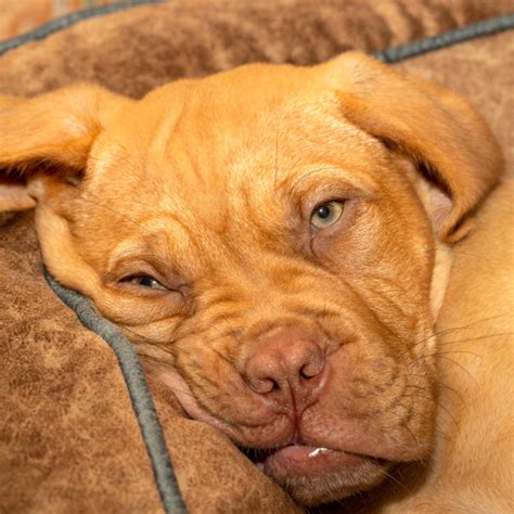 Why Is My Dog Obsessively Licking Other Dogs? - PetHelpful