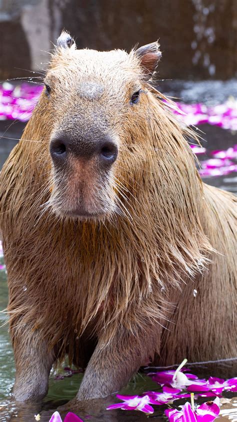 Capybara Background Wallpaper - EnWallpaper